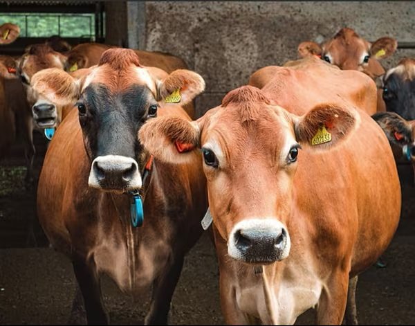 पशु पोषण में नए रिसर्च—किसानों के लिए अच्छी खबर